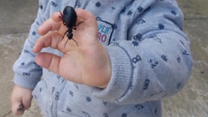 Chlapec našiel zaujímavého chrobáka, skončil ale v nemocnici.