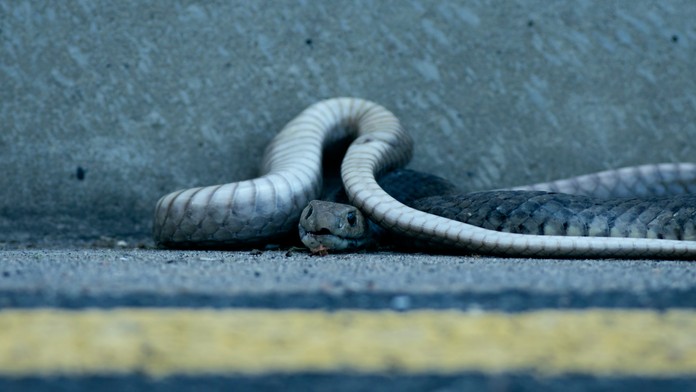 Zapáčili sa mu loptičky. Duel na tenisovom turnaji v Brisbane narušil druhý najjedovatejší had Austrálie