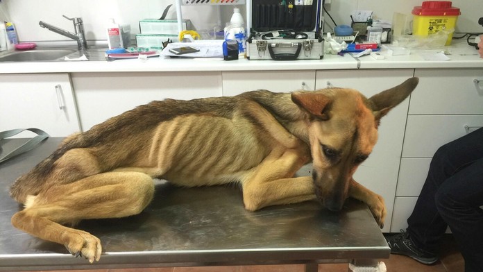 Barille trčali kosti.