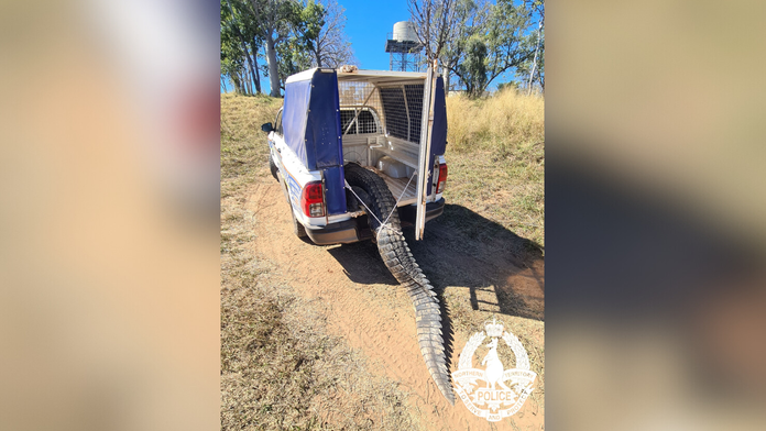 Prenasledoval ľudí, vrhal sa na deti a lovil psy. Problémový krokodíl skončil na pekáči