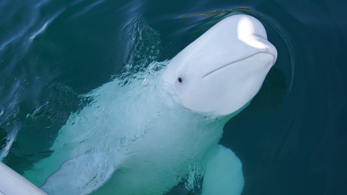 Pri švédskom pobreží sa objavila ruská špionážna veľryba. Vedcov prekvapilo, že pláva čoraz rýchlejšie