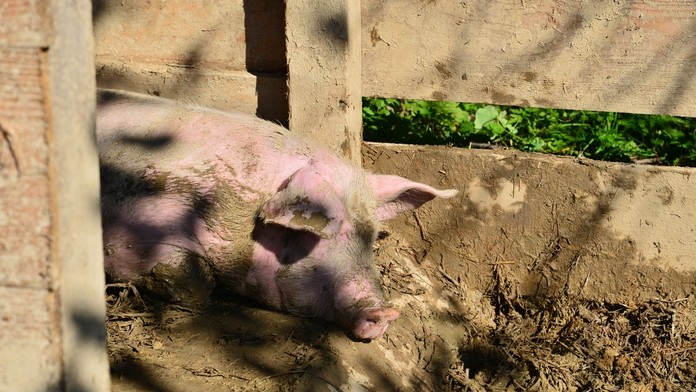 Rita Ora na MTV Europe Music Awards 