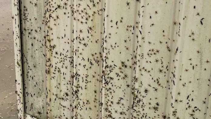 Pavúky a iný hmyz uteká pred záplavami v Austrálii