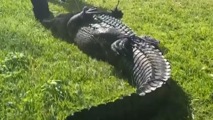 VIDEO: Ženu na Floride usmrtil veľký aligátor, keď sa snažila pomôcť psovi. Plaza sa podarilo odchytiť