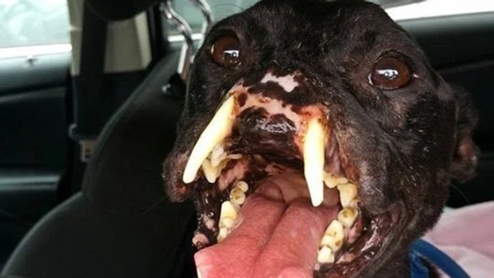 2B57266200000578-0-Survivor_Khalessi_will_undergo_multiple_surgeries_on_her_nose_mo-m-54_1439493385187.jpg