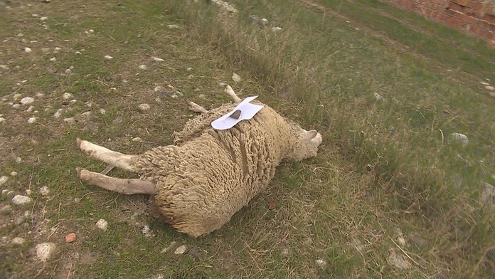 Na ovčiu farmu pri Zlatých Moravciach zaútočil vlk, ktorý po sebe zanechal krvavú spúšť