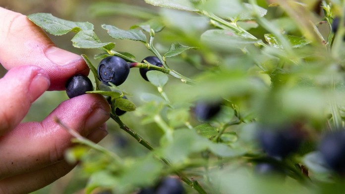 Nejedzte neumyté lesné plody. Na Slovensku stúpa výskyt raritného, no veľmi nebezpečného ochorenia