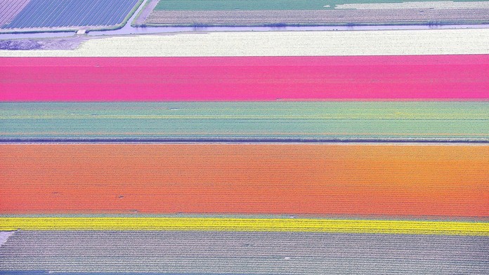 Tulipánové pole z Holandska. 