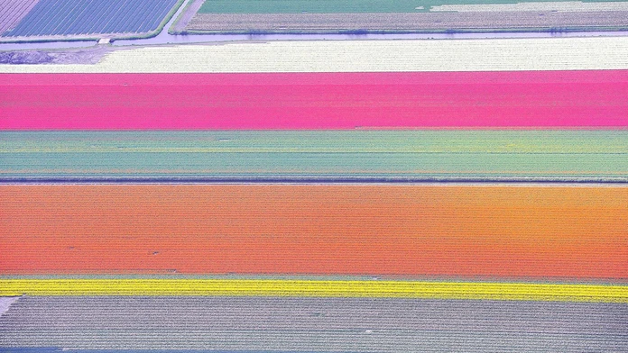 Tulipánové pole z Holandska. 