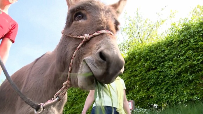 Somár pre manažérov.