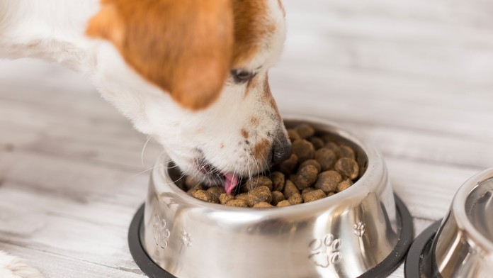 Od šteniatka po seniora: Ako sa mení ideálny kŕmny režim počas života psa