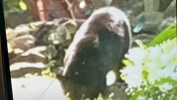 Šokujúci útok medveďa v USA. Napadol chlapca (7), ktorý sa hral na dvore