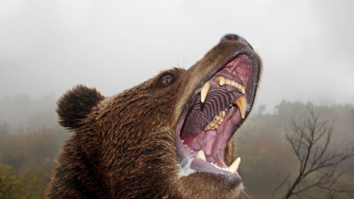 Desivý útok grizlyho na školákov a hrdinský zásah učiteľa: Šelma zranila 11 ľudí, tri deti sú v kritickom stave