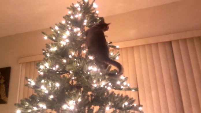 Vianoce sú sviatky pokoja a lásky no vedia byť aj poriadne komické