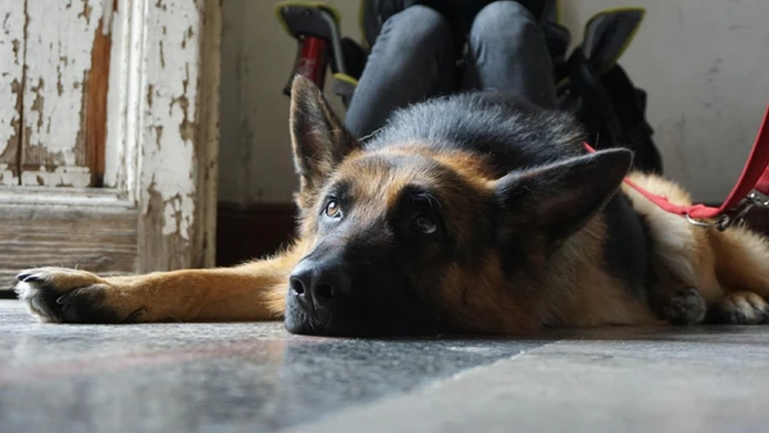 Rex