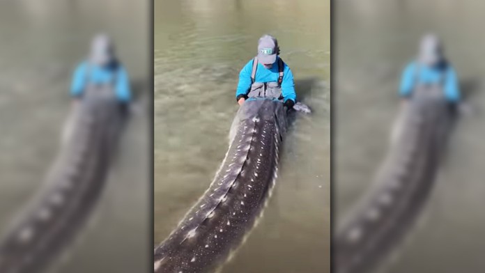 Kanadský rybár sa pochválil životným úlovkom. Prehistorický kolos mal takmer 4 metre a vážil štvrť tony
