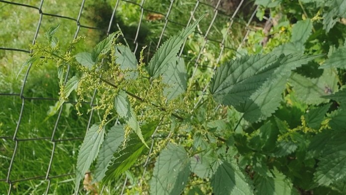 Žihľava dvojdomá.