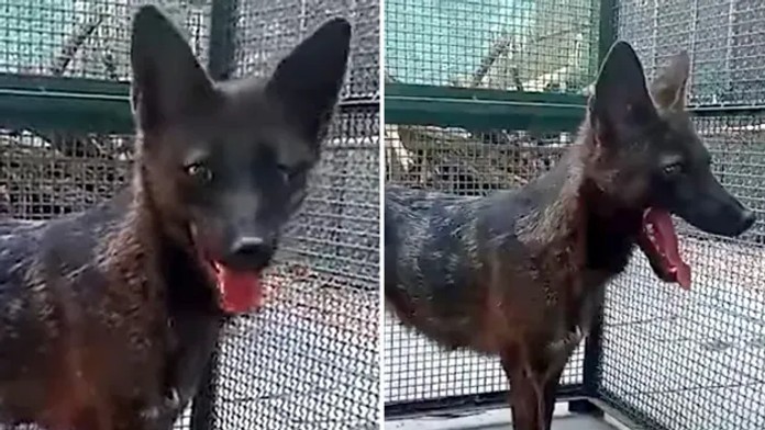 VIDEO: Jediný svojho druhu. V Brazílii objavili prvého kríženca psa a „falošnej líšky“