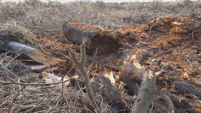 Rúbanisko v Nových Zámkoch.