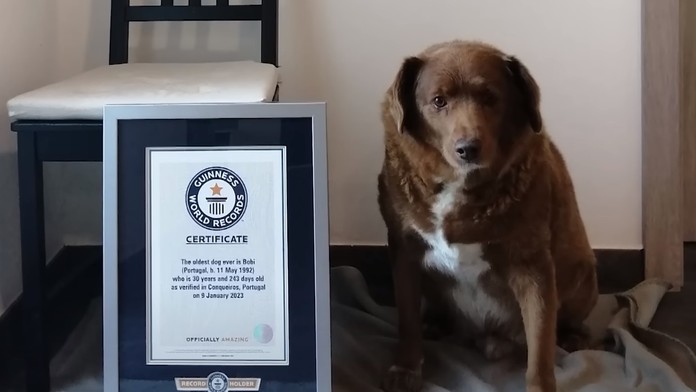 Stal sa najstarším psom, aký kedy žil. S narodením Bobiho sa spája dojímavý príbeh