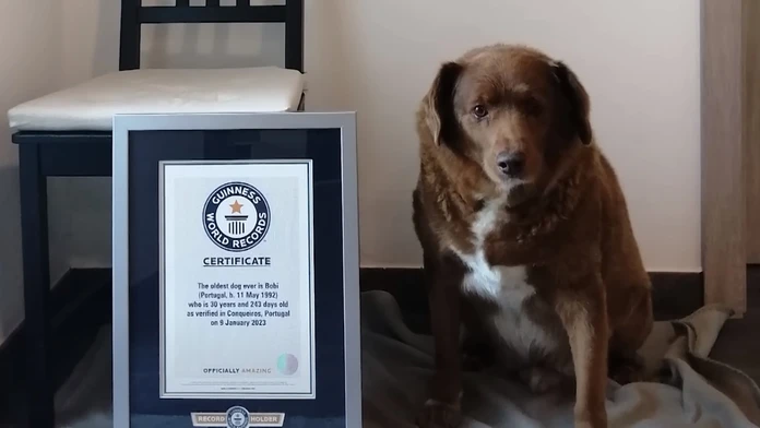 Stal sa najstarším psom, aký kedy žil. S narodením Bobiho sa spája dojímavý príbeh