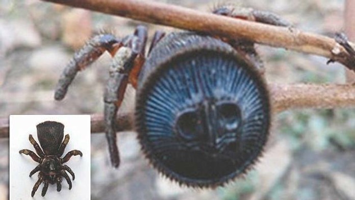 Takto vzácny pavúk vyzerá.