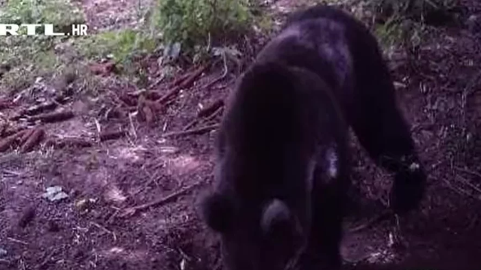 Vydesení turisti na pláži v Chorvátsku. V noci ich zobudil medveď