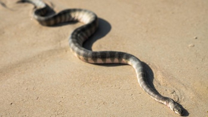 Chorvátsko trápia živočíchy, pred ktorými mnohí utekajú. Slováci, pozor na dovolenkách