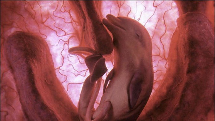 animals_in_utero_04.jpg