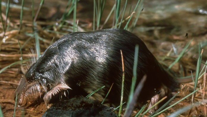 Vychuchol pyrenejský. 