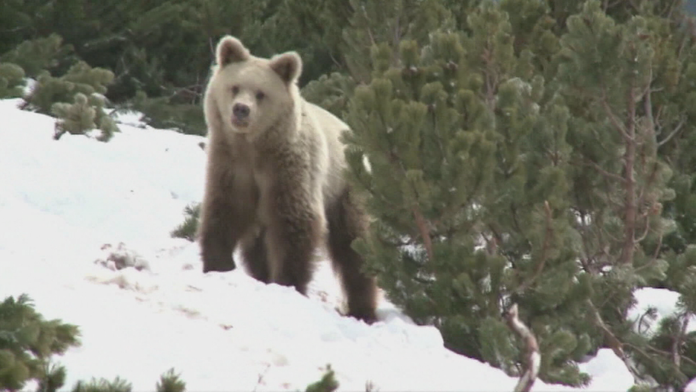 Na snímke český prezident Miloš Zeman..jpg