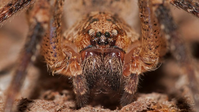 Ako jeden z mála v Európe dokáže prehryznúť pokožku. Nemcov straší jedovatý pavúk s hororovým názvom
