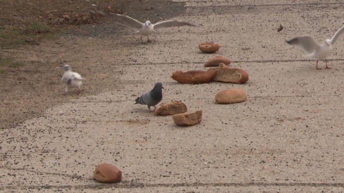 Porozhadzovaný chlieb na chodníku v Petržalke.