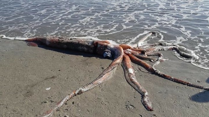 Slávna fotografia klanu Kennedyovcov.