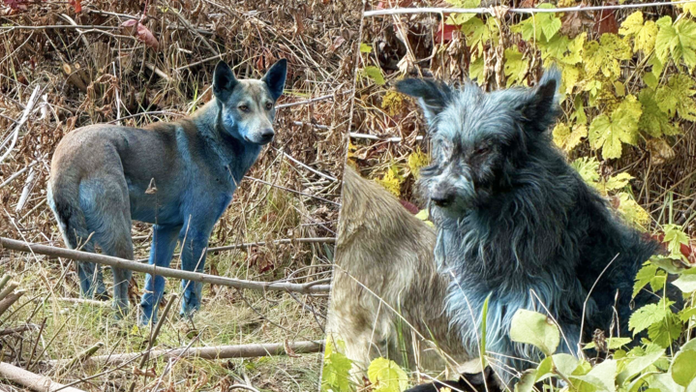 Psy majú zvláštne sfarbenie srsti.