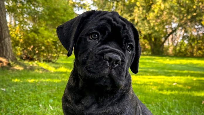 Prvý klonovaný pes v strednej Európe