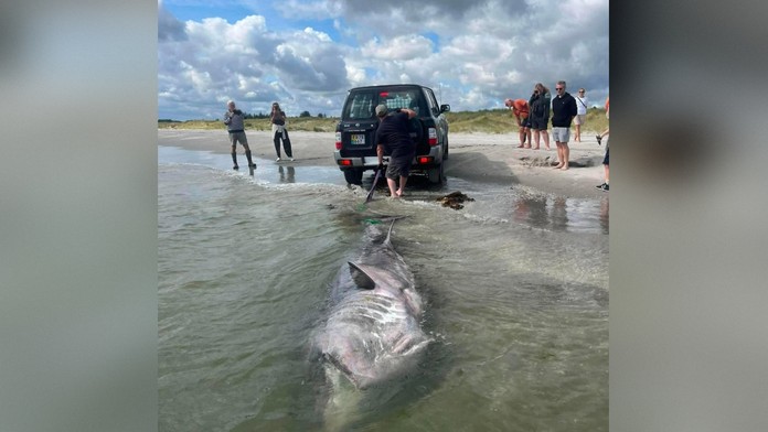 FOTO: Na pláži v Dánsku objavili druhého najväčšieho žraloka sveta. Pitvu záhadne uhynutej samice vysielali naživo