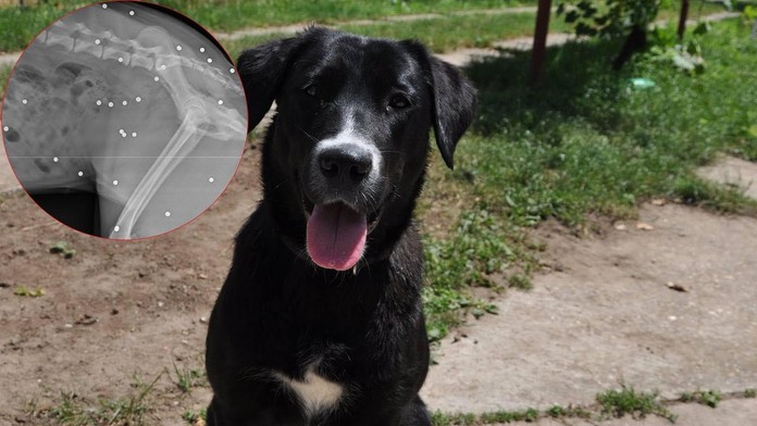 Arsi má v tele 90 brokov