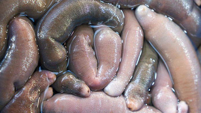 FOTO: Argentínske pláže zaplavili tisícky bizarných tvorov. Pripomínajú nadrozmerné penisy