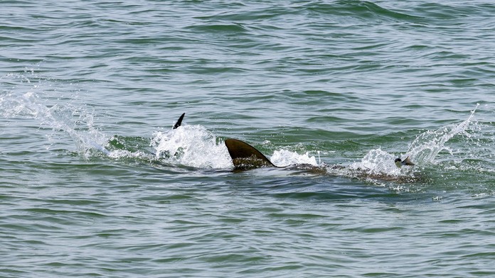 VIDEO: Ľudia nakrútili smrtiaci útok žraloka v Stredozemnom mori. Muž doplatil na osudovú chybu