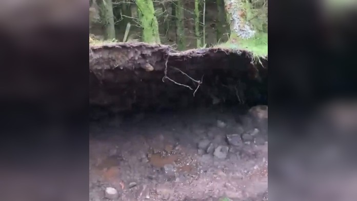 VIDEO: Psíčkara zaskočil nevídaný prírodný jav. Silný vietor nadvihoval časť lesa