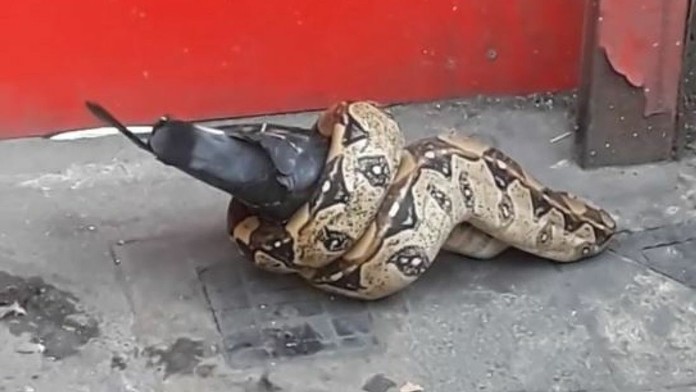 Had požieral na ulici v Londýne holuba