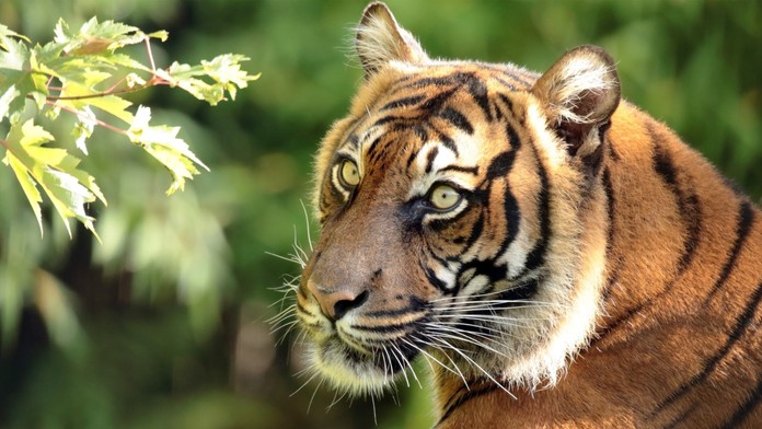 Vedci zrejme rozlúskli záhadu rozličných farieb očí mačkovitých šeliem. Má za tým byť jeden predok