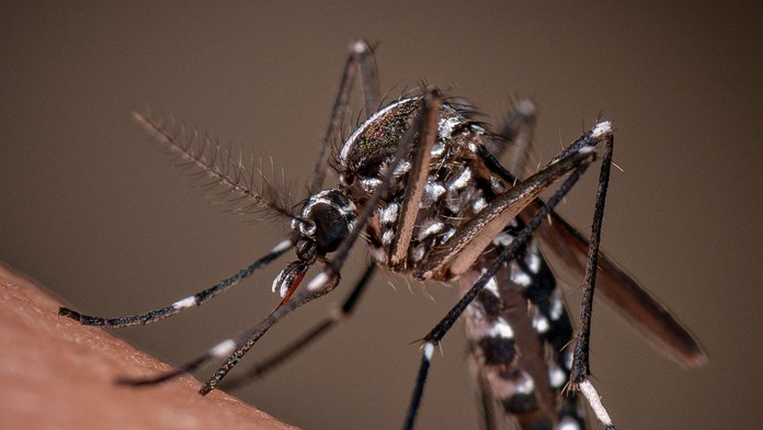 Alarmujúce zistenie vedcov. Tropická choroba, ktorá spôsobuje neznesiteľné bolesti, sa môže šíriť vo väčšine Európy