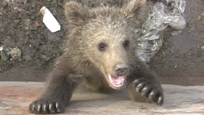 19 PP Zachrana medviedata.transferweb_jpg_bez_watermarku_1.jpg