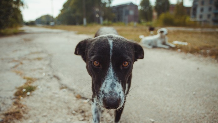 Tréner Slovana Bratislava Martin Ševela.