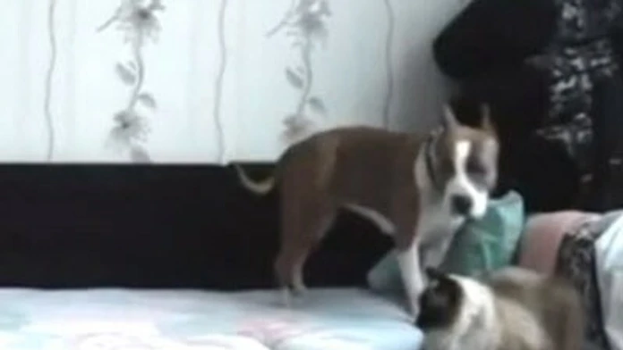 dog-not-allowed-on-bed-400x264.jpg