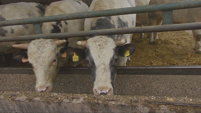 Príznaky slintačky a krívačky