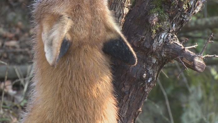 V Bátovciach objavili brutálne utýranú líšku. Páchateľovi hrozí za brutálny čin pokuta aj väzenie