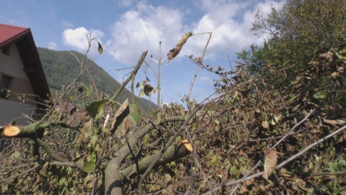 Vyrúbané ovocné stromy v obci Štiavnik pri Bytči.